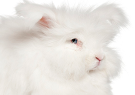 濟南網(wǎng)站設(shè)計開發(fā)-蒙陰鑫華種兔